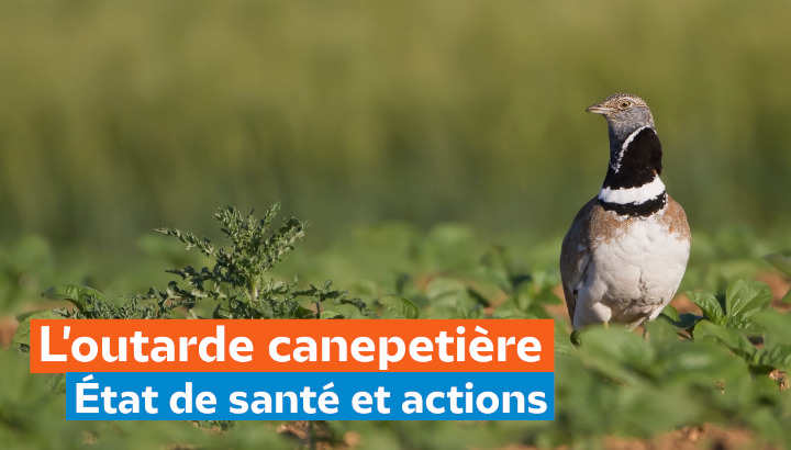 Rencontre mensuelle : Où en est l'outarde canepetière ?